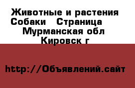 Животные и растения Собаки - Страница 22 . Мурманская обл.,Кировск г.